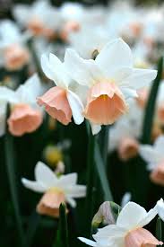 Daffodil Katie Heath Bulb Flowers Plant Flower Bulbs Daffodils