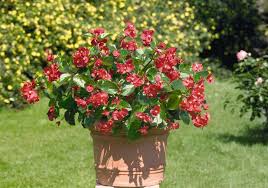 Image result for Begonia rumpiensis