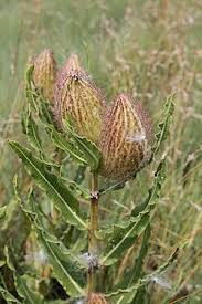 Image result for Xysmalobium holubii