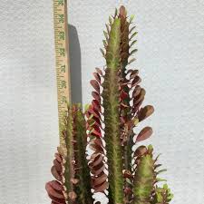 Image result for Euphorbia glanduligera