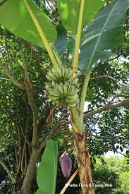 Banana listrada, ae ae banana ( musa a'e a'e). Musa Paradisiaca Ae Ae