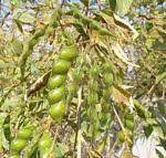 Image result for Crotalaria longithyrsa