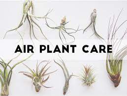 How To Take Care Of Air Plants Aka Tillandsia Air Plants Care Air Plants Plant Care