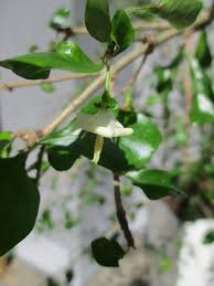 Image result for Coddia rudis