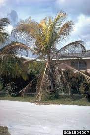 What Is Lethal Bole Rot Learn About Lethal Bole Rot Disease Palm Tree Care Coconut Palm Palm Trees Garden