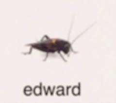 Edward The Cricket Meme Names Insects Names Mood Pics