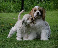 Image result for americký kokršpaněl