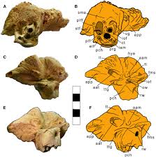 Le plf (passenger locator form) devra être complété et envoyé pour toute personne qui a séjourné à l'étranger pendant plus de 48 heures et qui restera en belgique plus de 48 heures: The Earliest Baleen Whale From The Mediterranean Large Scale Implications Of An Early Miocene Thalassotherian Mysticete From Piedmont Italy Bisconti 2021 Papers In Palaeontology Wiley Online Library