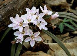 1:47 artur homan recommended for you. Ohio In Bloom Where To See Spring Flowers Ohio Find It Here