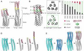 Frustrated when your metal detector emits a signal yet nothing is there? Computational Design Of Closely Related Proteins That Adopt Two Well Defined But Structurally Divergent Folds Pnas