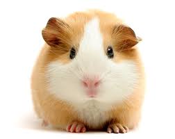 Meerschweinchennamen