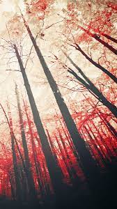 Red Trees Sunshine Iphone Wallpaper Fondos De Pantalla Arboles Fondos De Pantalla Naturaleza Iphone Fondos De Pantalla