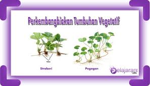 Berikut ini adalah beberapa contoh perkembangbiakan vegetatif buatan. Perkembangbiakan Tumbuhan Vegetatif Alami Dan Buatan Lengkap Dengan Penjelasannya Ilmu Pengetahuan Alam Ipa