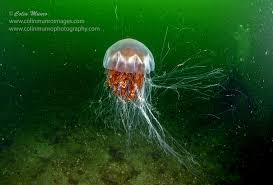 How one jellyfish stung 100 people. The Extraordinary Life Cycle Of The Lion S Mane Jellyfish Marine Bio Images Blog