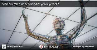 Sinir Hucreleri Neden Kendini Yenileyemez Soru Cevap Evrim Agaci