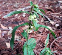 Image result for Epipactis africana
