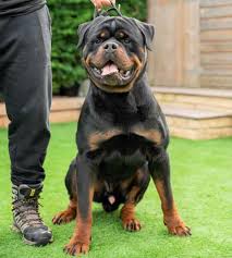Maybe you would like to learn more about one of these? American Vs German Rottweiler Which Is Right For You