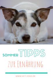 sommer sonne reisezeit mit meinen 5 tipps zur hundeernahrung im sommer wird der sommer grandios vet dogs dein online tierar tierarzt hunde gesunde hunde