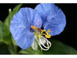 Image result for Commelina latifolia