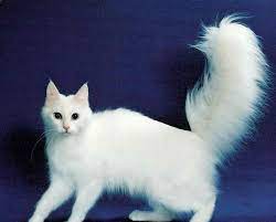 Tapi bila kita ingin kucing persia yang masih kecil atau anakan, maka kucing persia yang aktif dan manja bisa menjadi piliha. Pin Di Kumpulan Gambar Hd