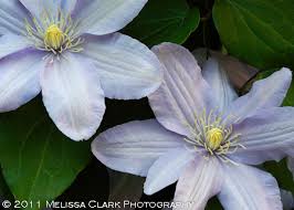 From a guy on clematis: Clematis For The Shady Garden Garden Shoots