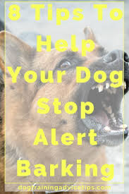 Treats and food are one thing, but going out and playing together is one of the things that make dogs if there aren't positivity training classes near me would you still recommend i take one near by that isn't ? 8 Tips That Could Help Your Dog Stop Alert Barking Dog Training Advice Tips Dog Training Obedience Dog Training Near Me Dog Training