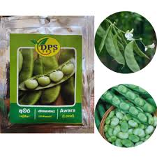 Image result for Canavalia gladiata