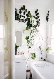 Indoor vine plants and climbing plants are great houseplants to bring nature into your home environment. My Scandinavian Home Going Up In 2018 Indoor Climbing Plants