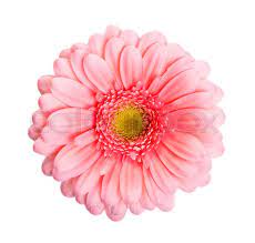 Check spelling or type a new query. Pink Daisy Flower Isolated On White Stock Image Colourbox