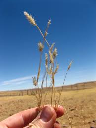 Image result for Enneapogon desvauxii