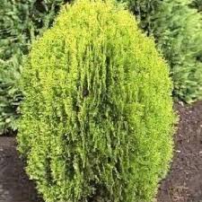 Image result for Calvoa orientalis