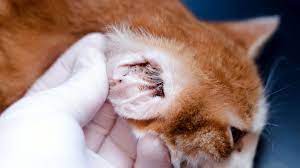Home Remedies For Cats With Ear Mites Howstuffworks