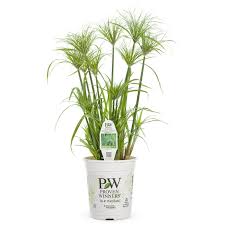 Image result for Cyperus tenuispica