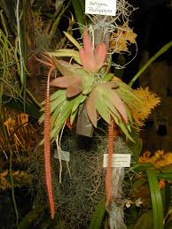 Image result for Oberonia