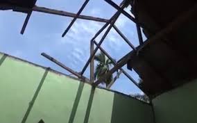 Hewan ini berasal dari eurasia, memiliki moncong yang panjang dan hidung yang cenderung pesek. 99 Rumah Warga Perbaungan Rusak Diterjang Puting Beliung 4 Orang Terluka Bagian 1