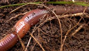 Check spelling or type a new query. Get Back Earthworms In Gardens Survival Wet Dry Soils