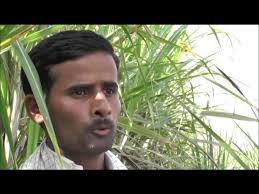 Grow 100 Tone Per Acre Inter Crop In Sugarcane