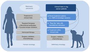 Cancer is a common disease among dogs. Why Man S Best Friend The Dog Could Also Benefit From An Anti Her 2 Vaccine Review