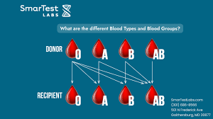 Image result for Blood Type