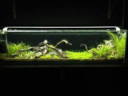 Ach1ll3sh33l Branched 12g Long Fts 12 5 12 Aquascape Planted Aquarium Freshwater Aquarium