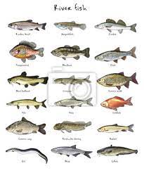De mer ou d'eau douce, le poisson jouit, à juste titre, d'une excellente réputation diététique, régulièrement confirmée par des études scientifiques. Poisson Deau Douce Affiches Murales Posters La Carpe Commune Barbeau Poisson Chat Myloview Fr