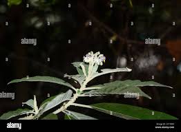 Image result for Solanum giganteum