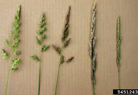 Image result for Phalaris arundinacea