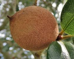 Image result for Dicoma galpinii