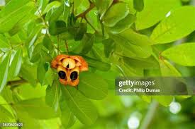 Image result for Blighia