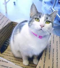 This unnamed bunnycat is a character that only very briefly appeared in at your service. Pets Of The Week Local The Journal Gazette