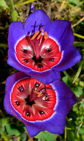 Maybe you would like to learn more about one of these? Carnival Of Color 30 Of The Most Incredible Multi Colored Flowers In The World Blog Of Francesco Mugnai Unusual Flowers Beautiful Flowers Amazing Flowers