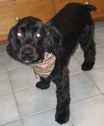 Why buy a puppy for sale if you can adopt and save a life? Pets For Adoption At Second Chance Rescue In Bellbrook Oh Petfinder