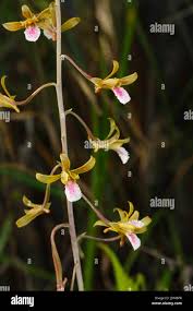Image result for Eulophia flavopurpurea