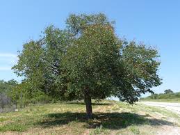 Image result for Baikiaea